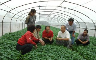 河曲縣 微型化馬鈴薯良種繁育引領山區農業革命